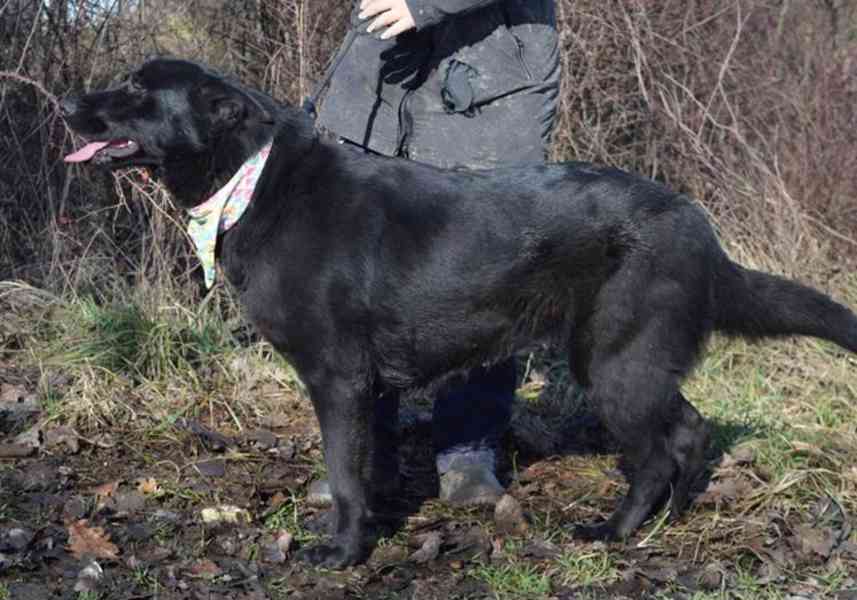 Daxi - foto 7