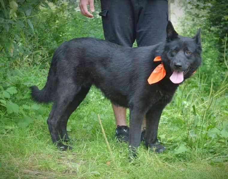 Daxi - foto 12