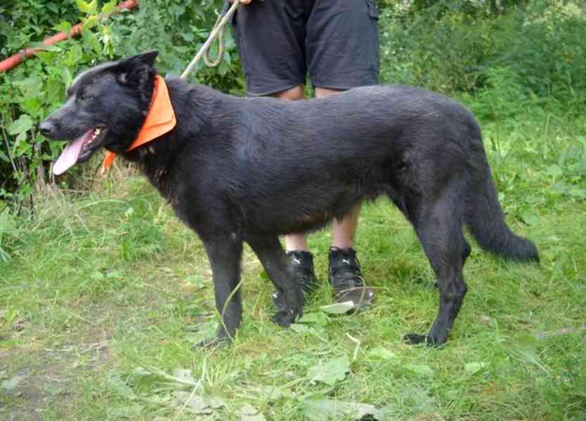 Daxi - foto 13