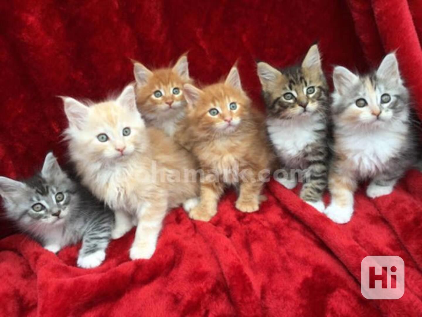 Krásná koťata Maine Coon pro adopci - foto 1