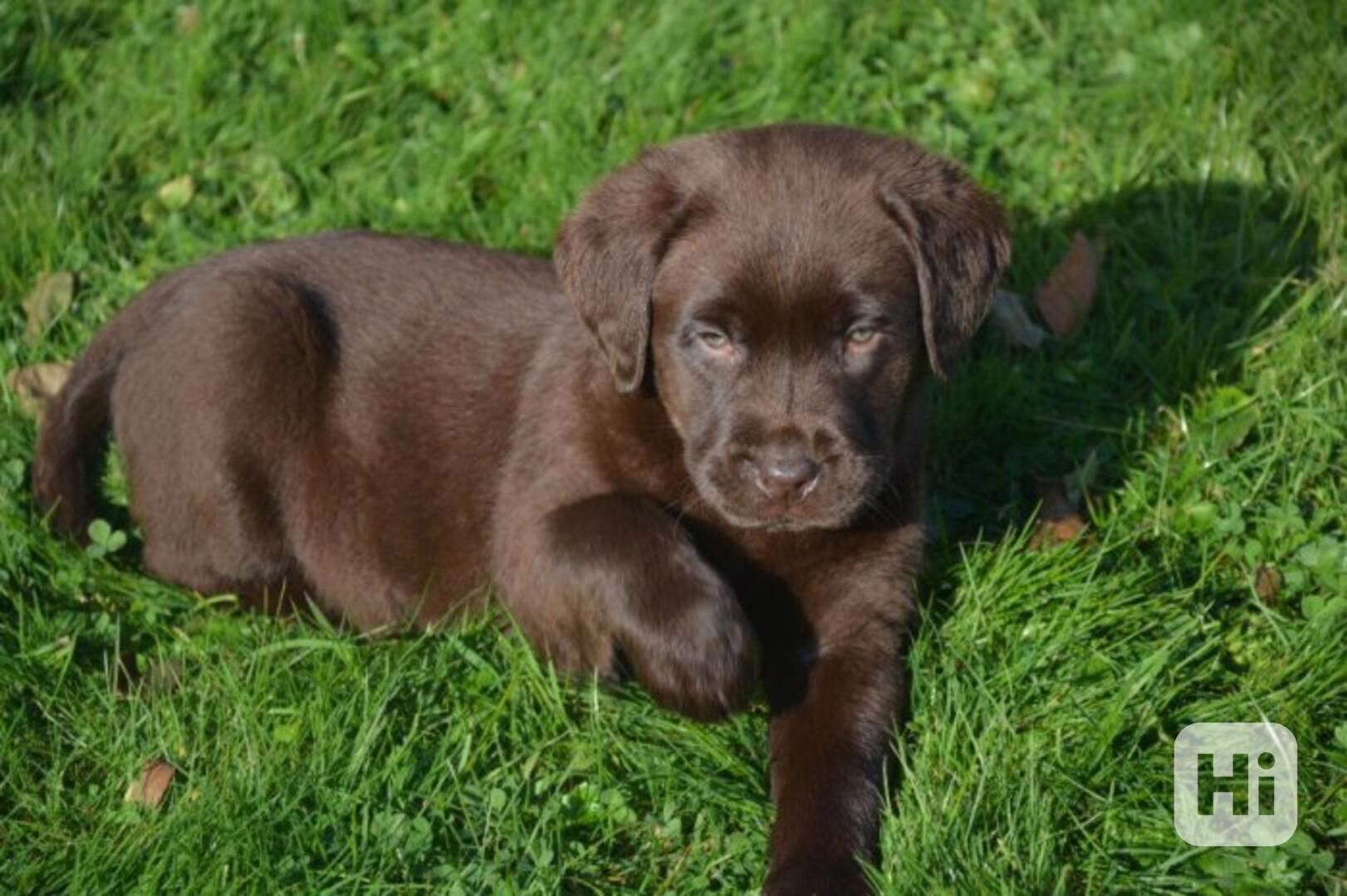 Domů vyškolené Labrador Retriever štěňata - foto 1