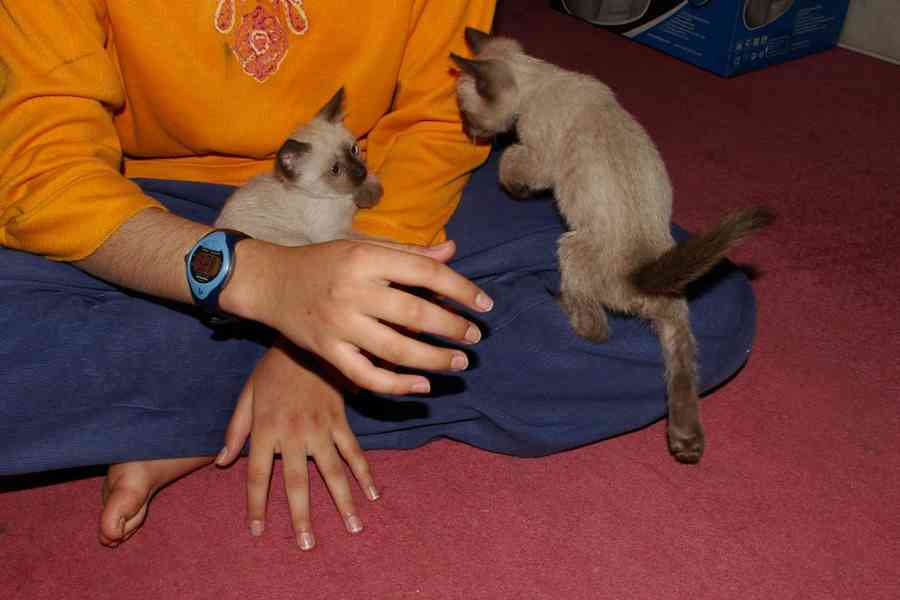 dobře vycvičená siamská koťátka hledající pečující domov - foto 5