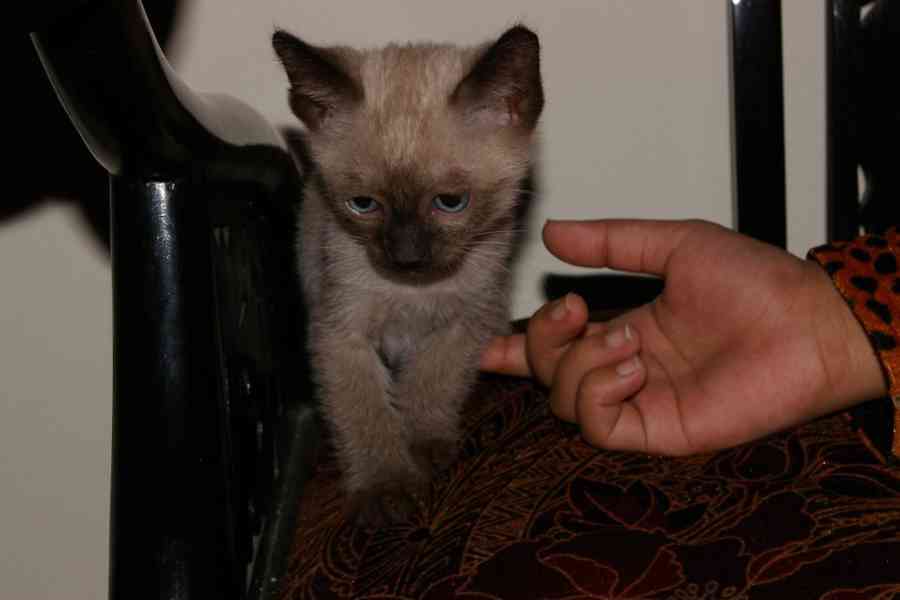 dobře vycvičená siamská koťátka hledající pečující domov - foto 6