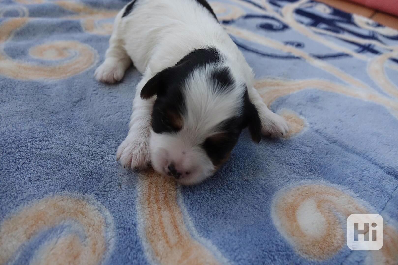 pejsek biewera - foto 1