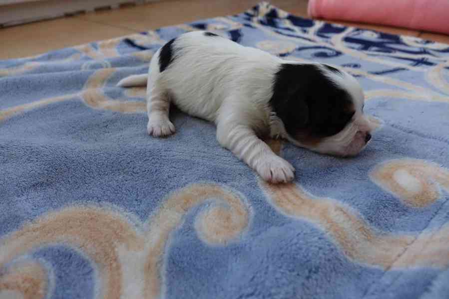 pejsek biewera - foto 5