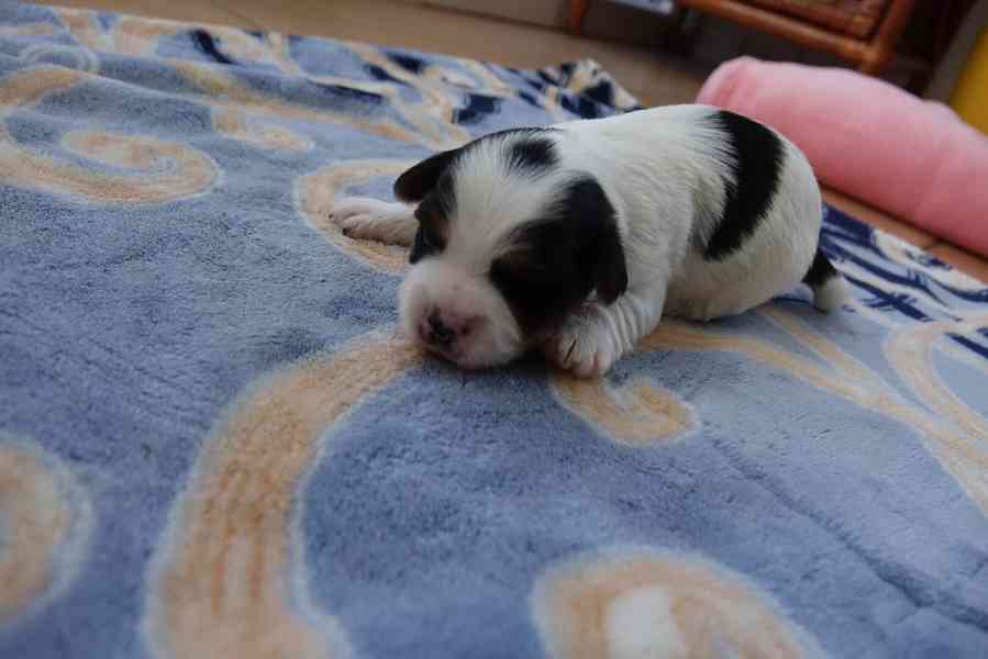 pejsek biewera - foto 3