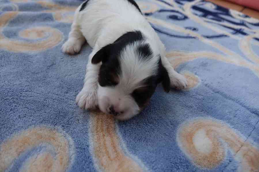 pejsek biewera - foto 1