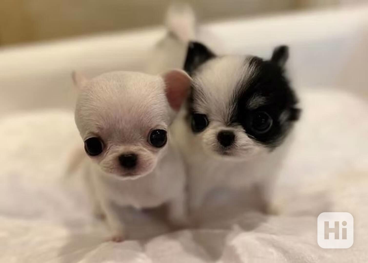 Dárek zdarma Štěňata čivavy k adopci zdarma  - foto 1