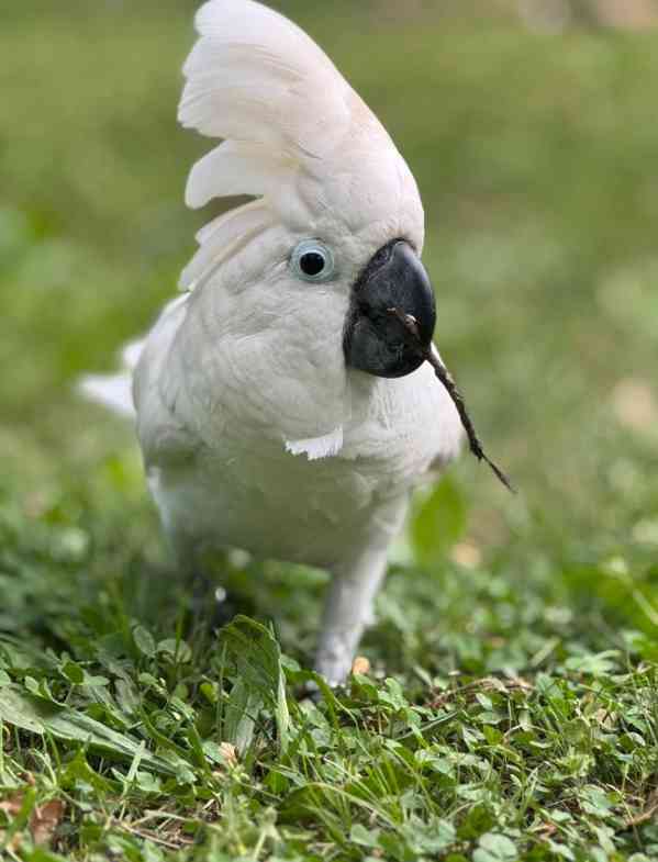 Papoušci kakadu k dispozici k přemístění - foto 3