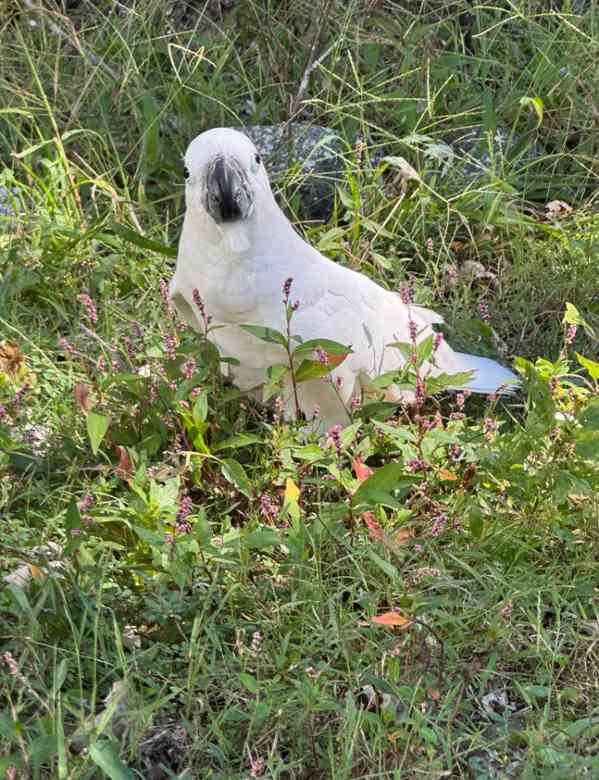 Papoušci kakadu k dispozici k přemístění - foto 6