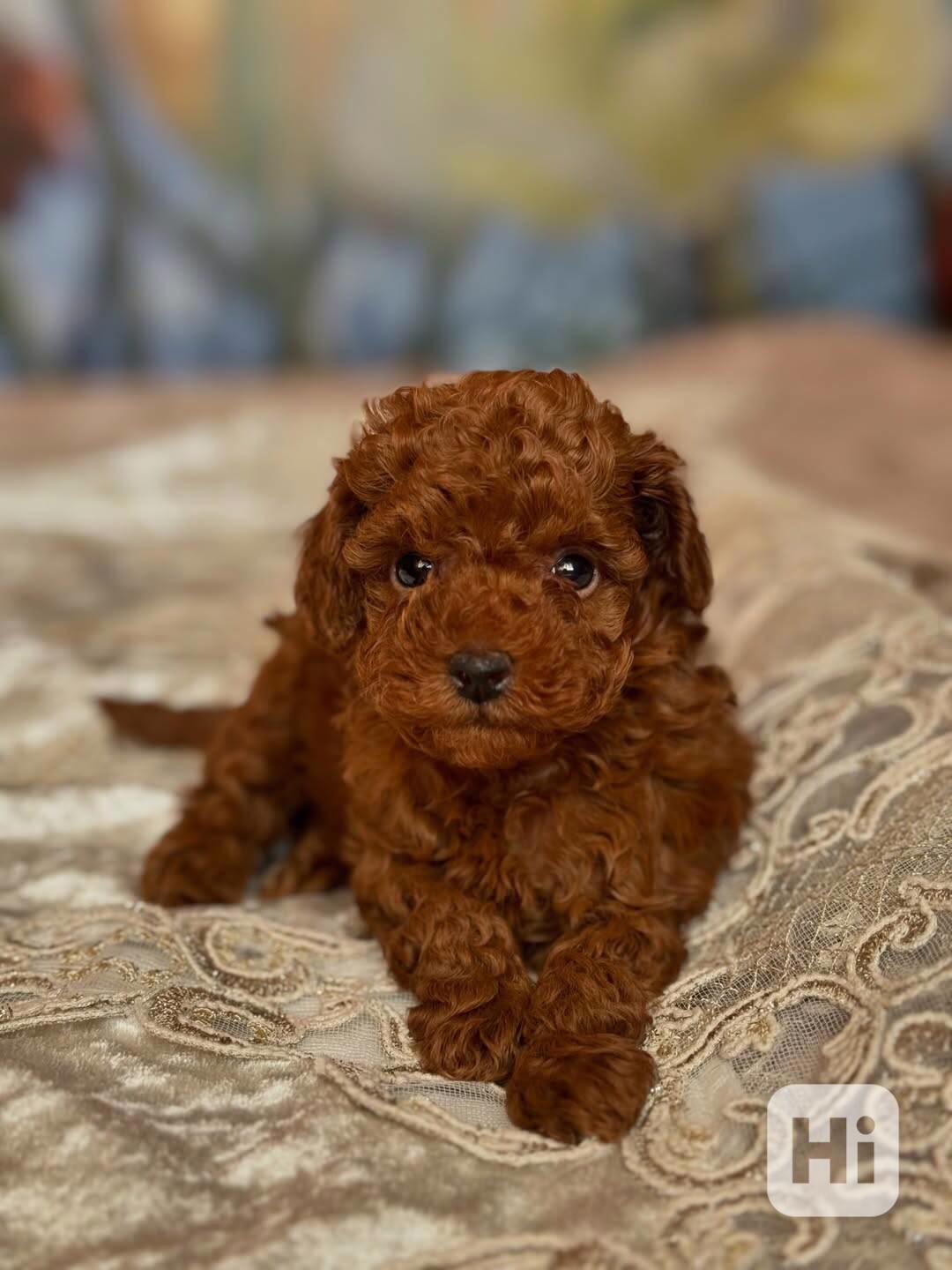 Dívka červeného toy pudla - foto 1