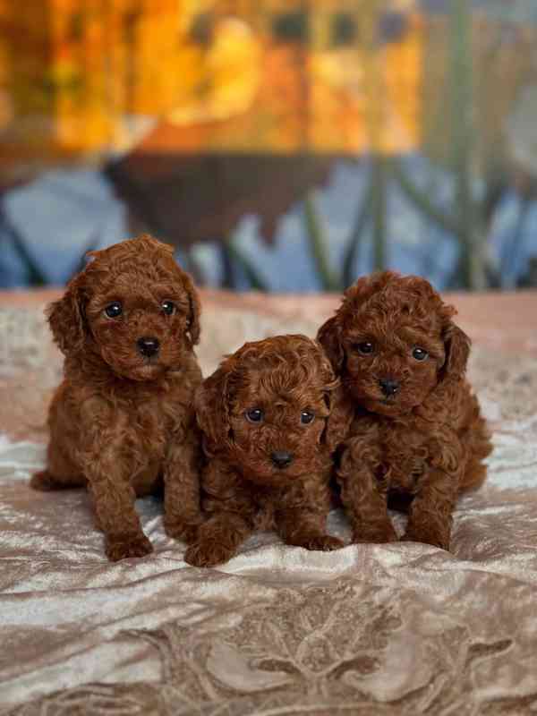 Dívka červeného toy pudla - foto 2