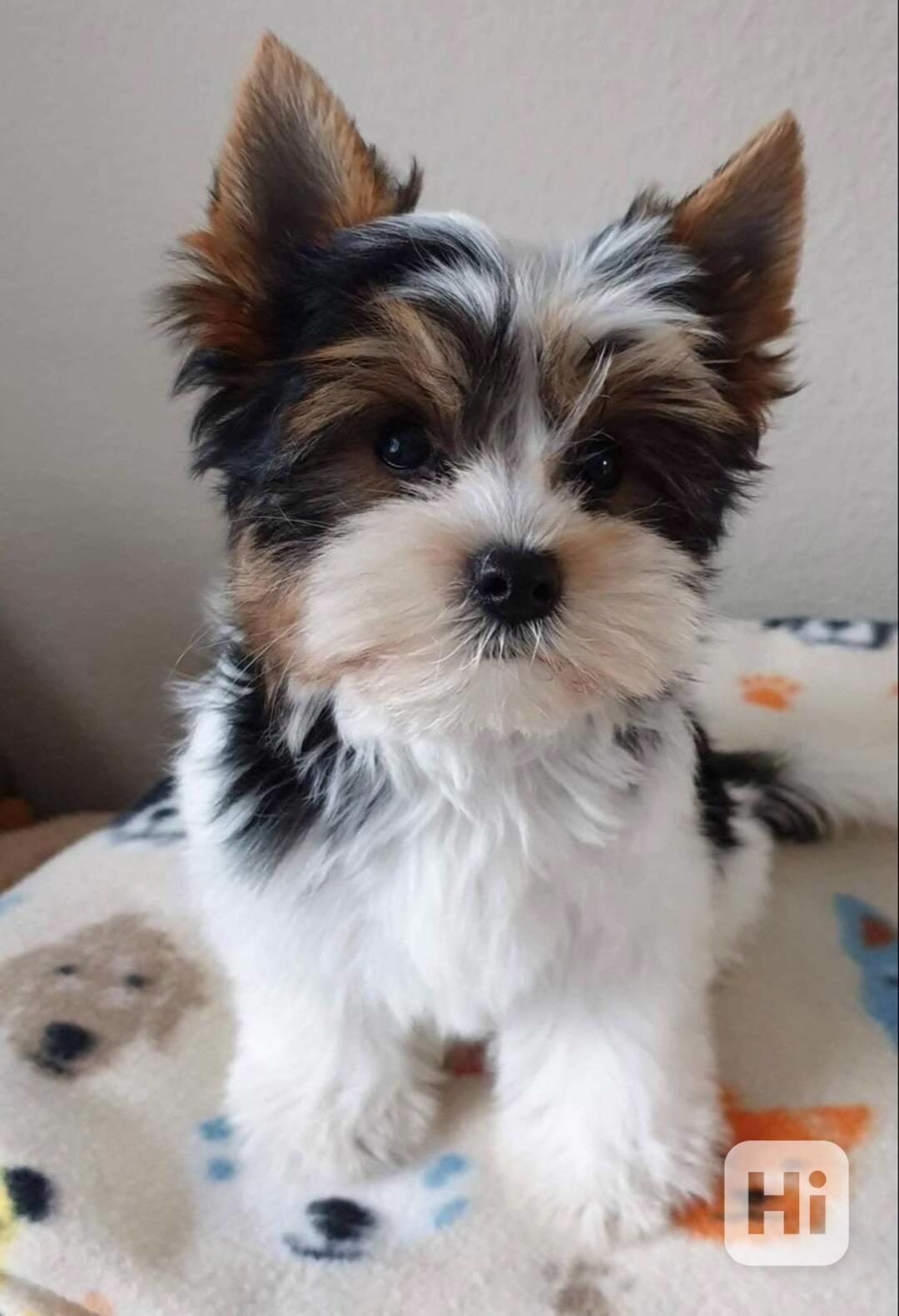 Biewer jorkšírský terier - foto 1