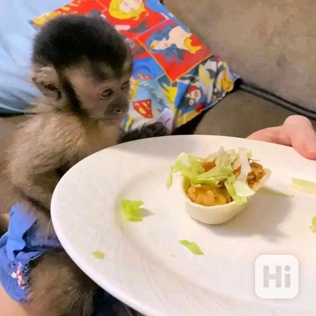  Kapucínské opice hledají trvalý domov  - foto 1