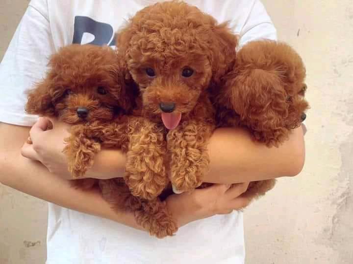 štěňata pudla připravena do nového domova - foto 1