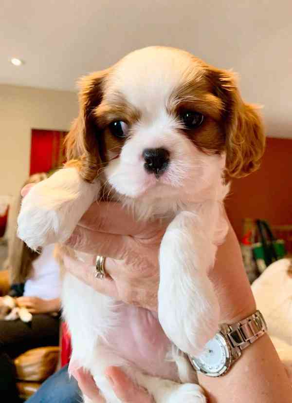 Volná štěňata kavalír King Charles španěl k adopci