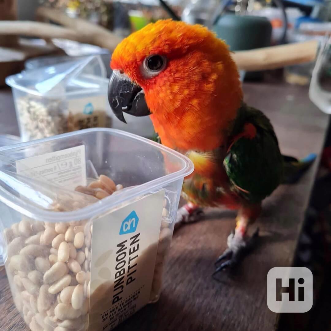 Nádherní papoušci arové  - foto 1