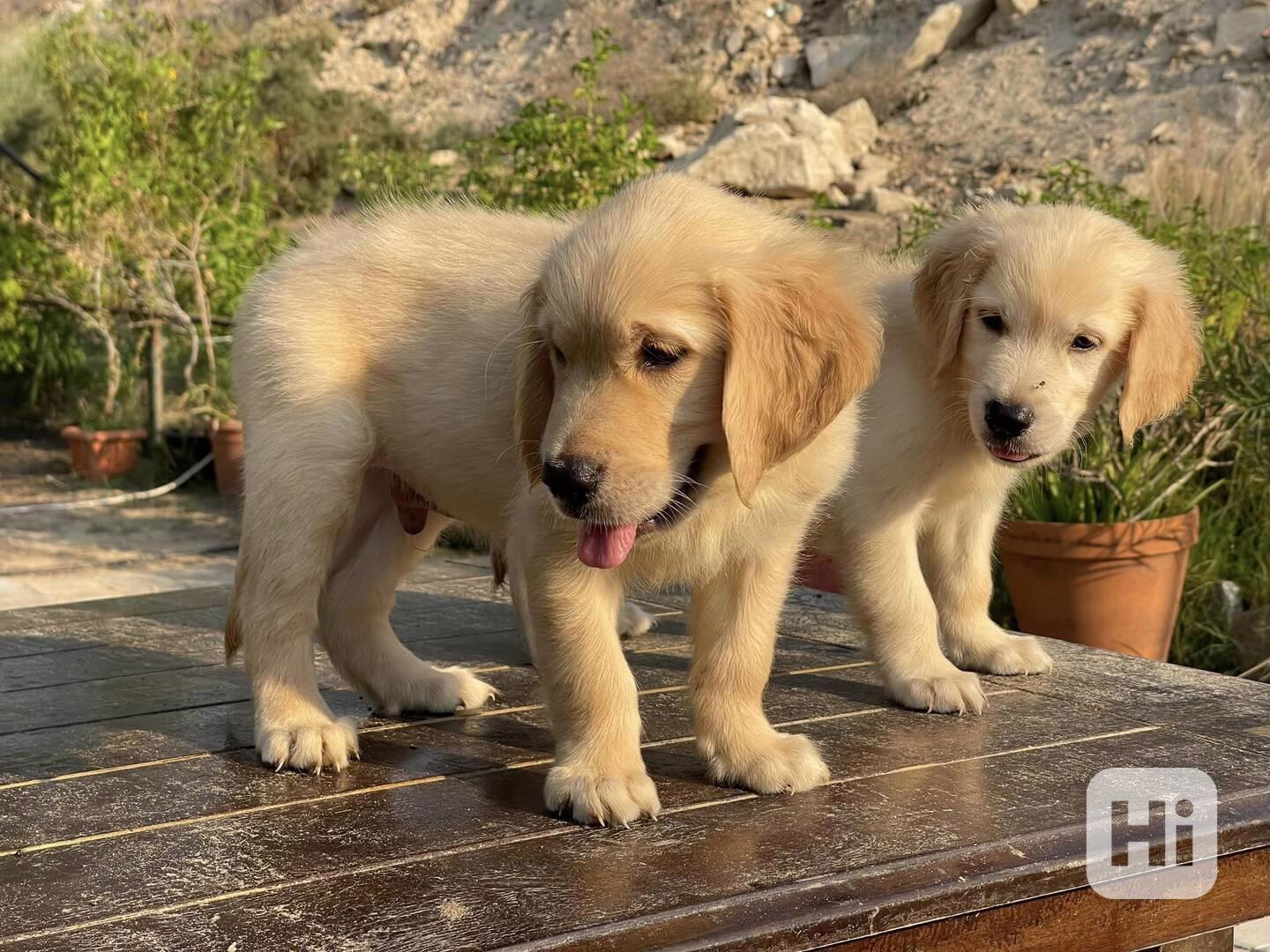 Štěňata zlatého retrívra k adopci - foto 1