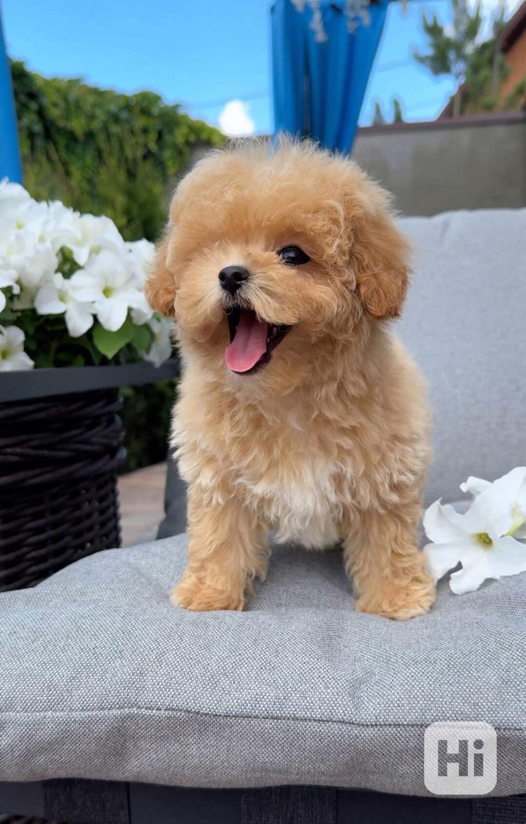 Čistokrevný pudl! Napište nám na WhatsApp: +49 1577 7944807 - foto 1