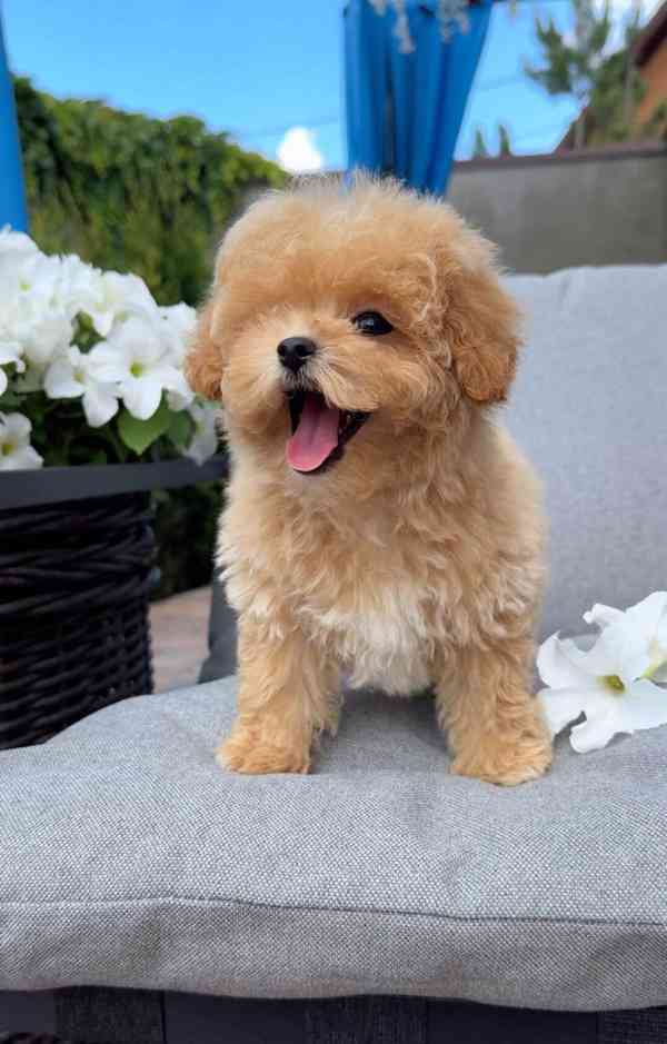 Čistokrevný pudl! Napište nám na WhatsApp: +49 1577 7944807