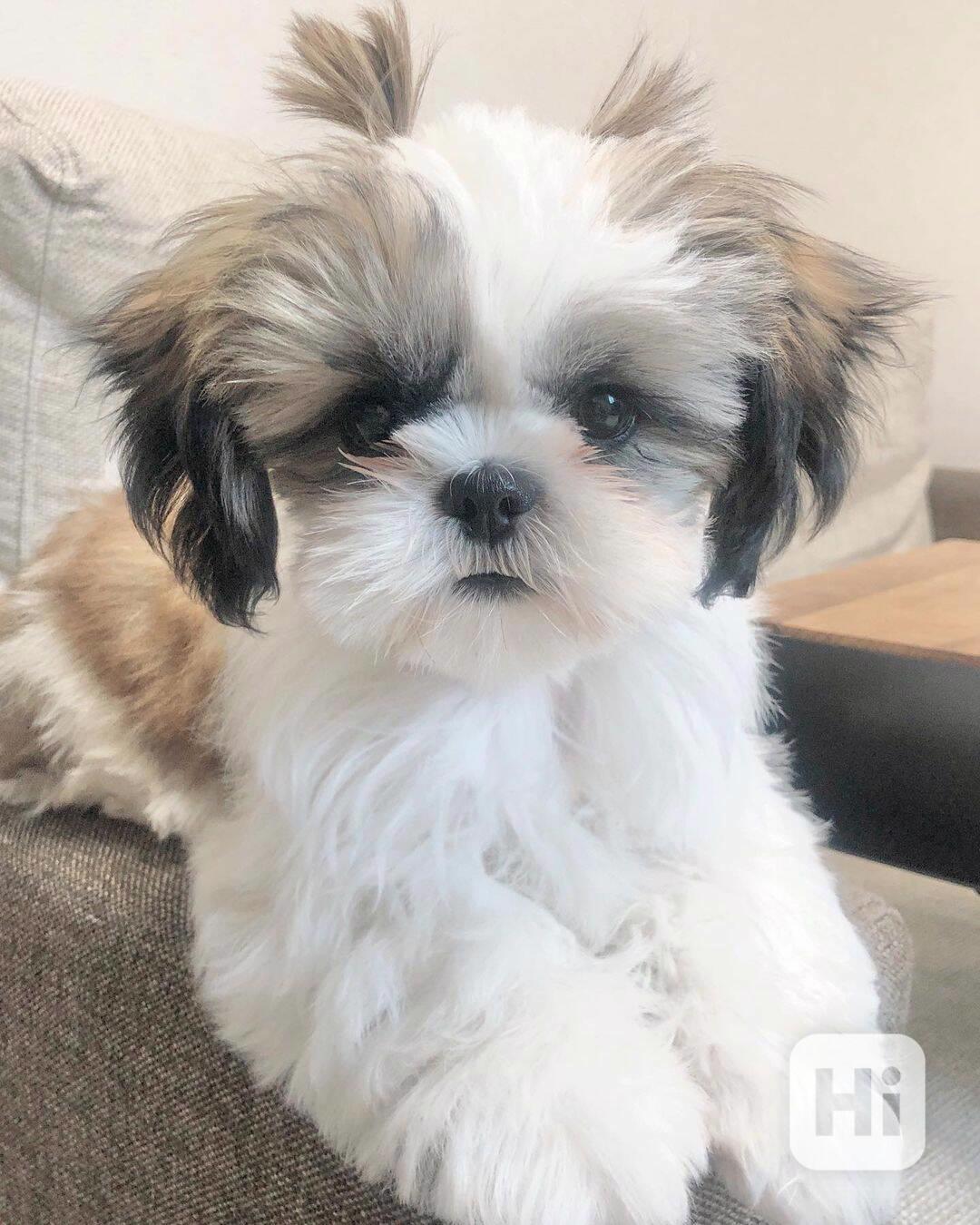 Sladké štěně Shih-Tzu k adopci - foto 1