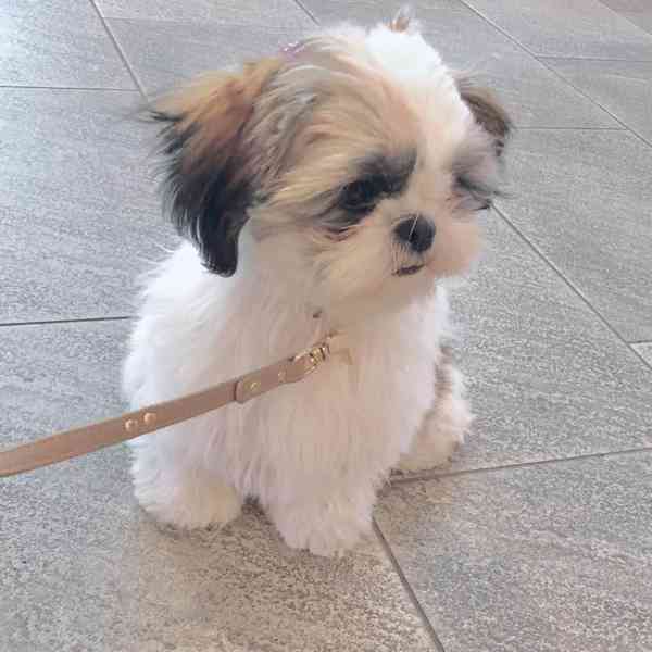 Sladké štěně Shih-Tzu k adopci - foto 3