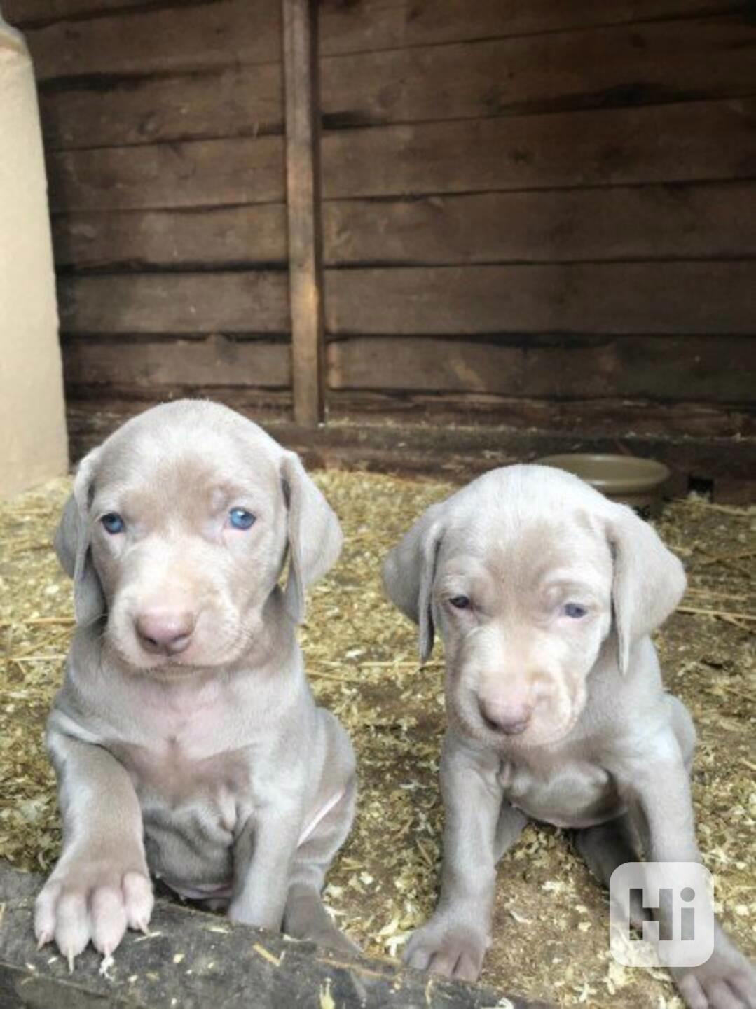 Čistokožní štěňata výmarského ohaře, pejsek a fenka, modro-s - foto 1