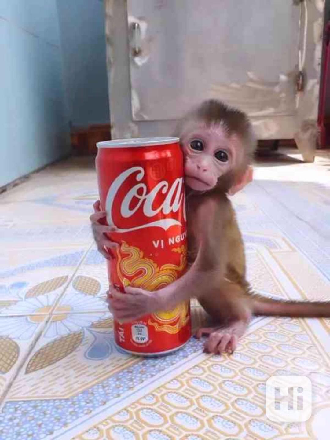 Mláďata kapucínských opic k adopci - foto 1