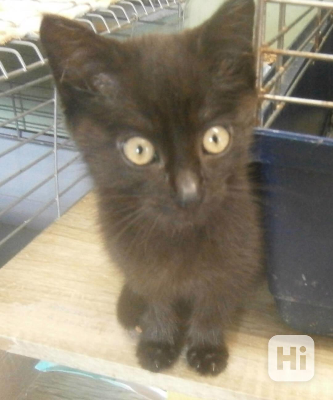 Hravý, hodný, šikovný 3,5měsíční černý Davídek - foto 1