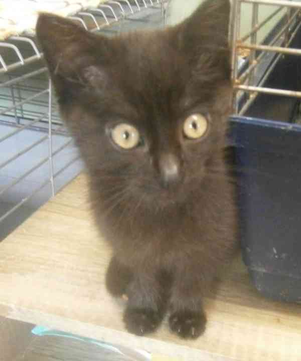 Hravý, hodný, šikovný 3,5měsíční černý Davídek - foto 1