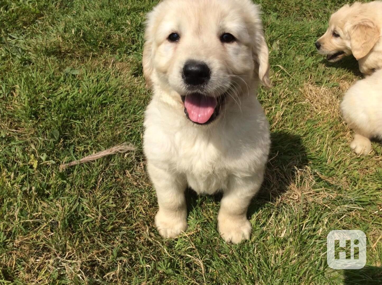 Dvě štěňata zlatého retrívra hledají novou rodinu - foto 1