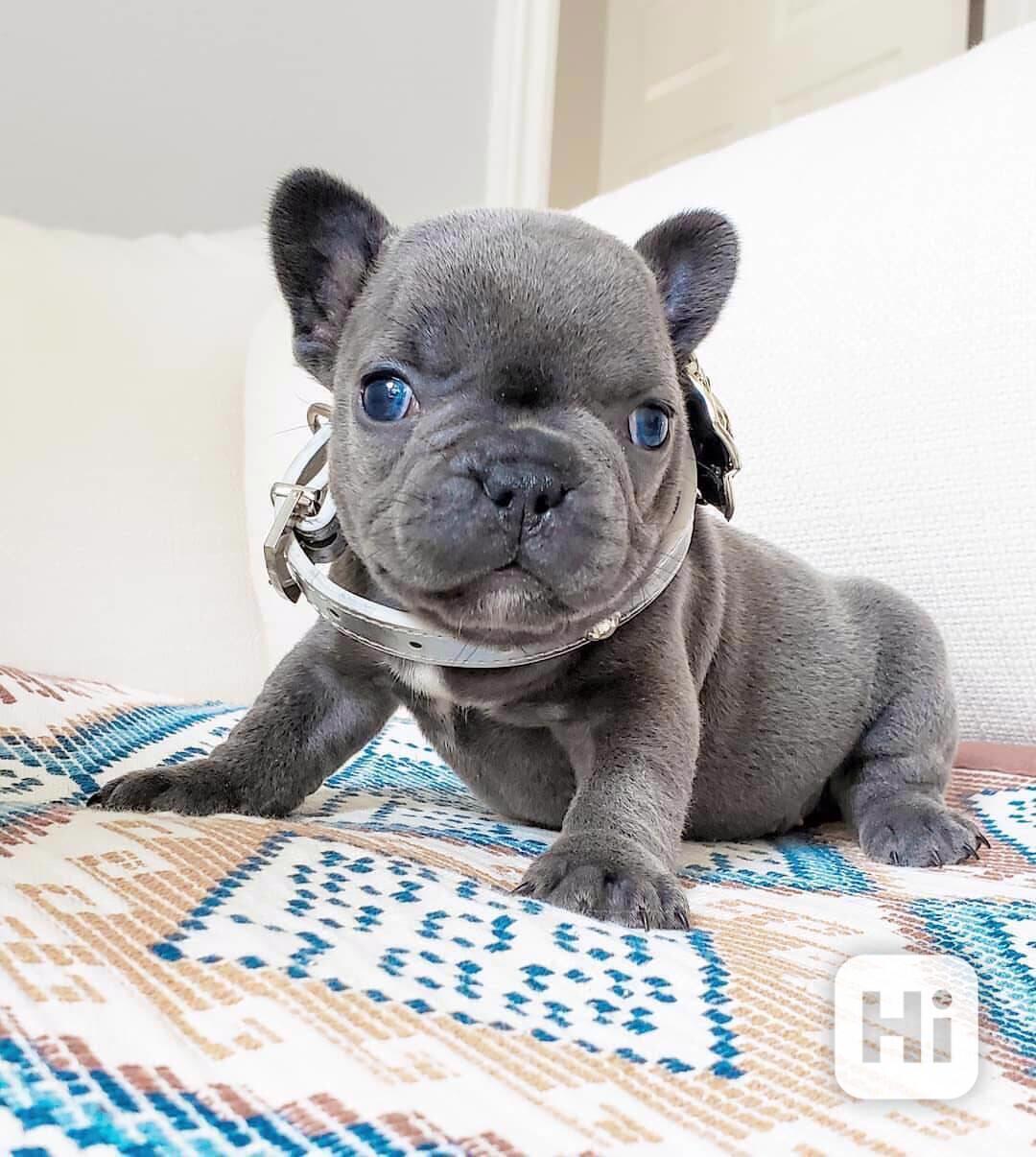 Štěňata francouzského buldoka na prodej - foto 1