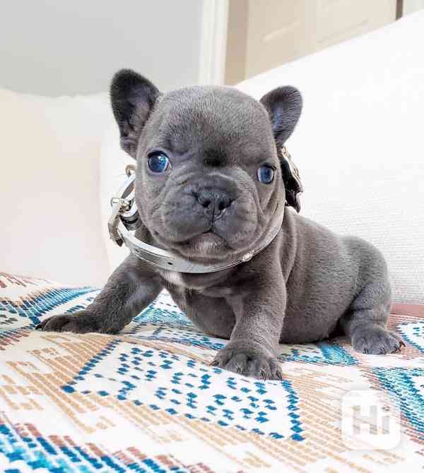 Štěňata francouzského buldoka na prodej