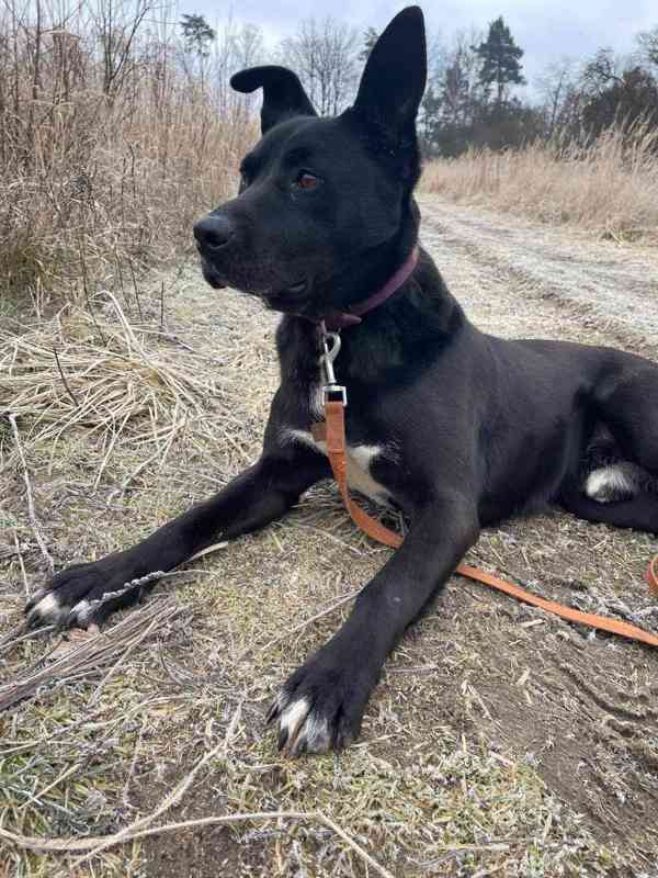 BAK - 25 kg, kastrovaný psík 5 let - foto 2