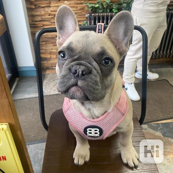 French bulldog - foto 1
