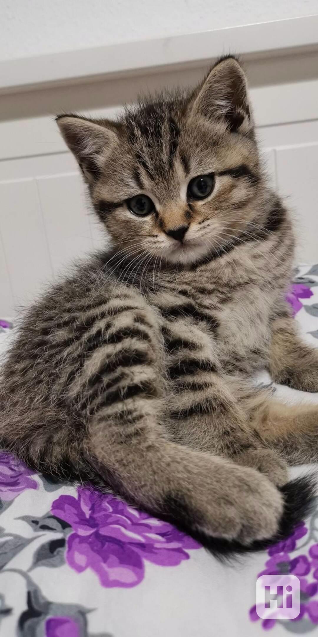 Adoptovat zdarma  - foto 1