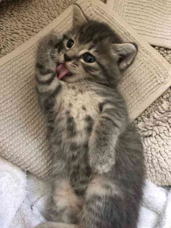 Adoptovat zdarma  - foto 3