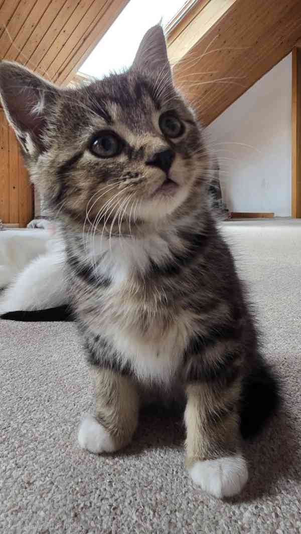 Adoptovat zdarma  - foto 5