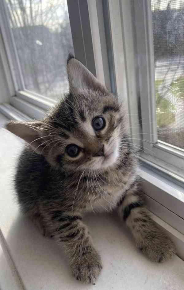 Adoptovat zdarma  - foto 4