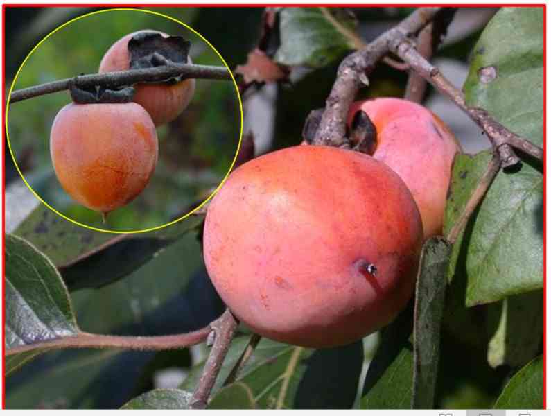 SAZENICE DIOSPYROS VIRGINIANA