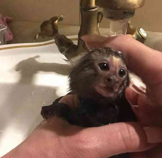 Mláďata kosmanů k adopci - foto 2