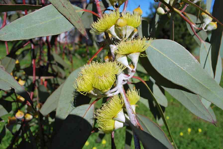 sazenice Eucalyptus citriodora - Blahovičník 40 cm