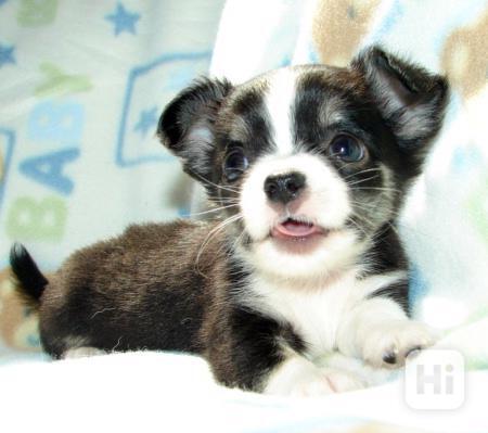 Civava - tříměsíční štěnátka, pejsky, bez PP - foto 1