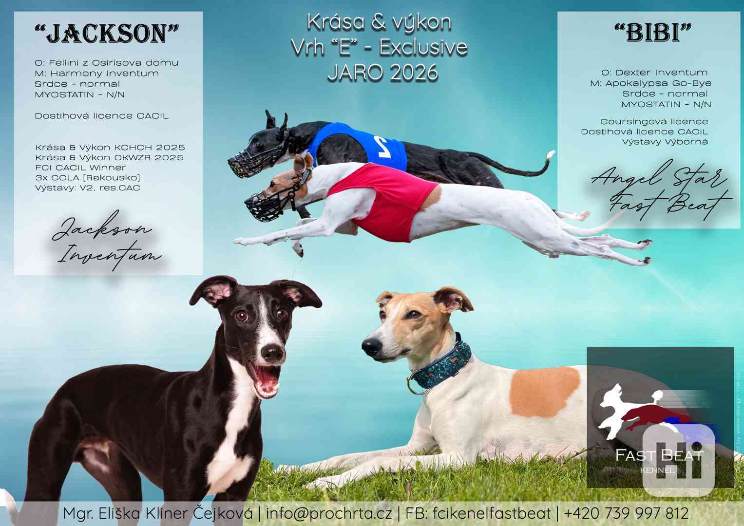 Whippet / vipet s PP - foto 1
