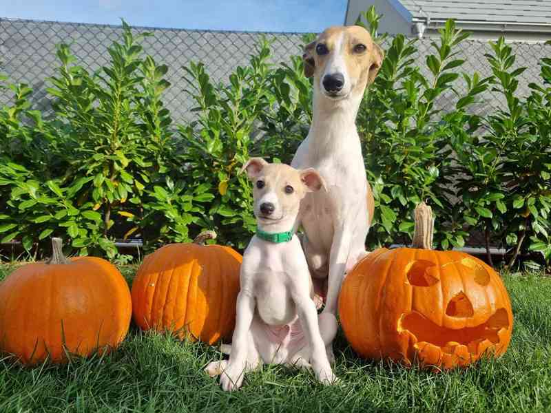 Whippet / vipet s PP - foto 3