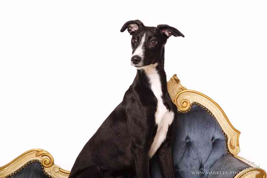 Whippet / vipet s PP - foto 2