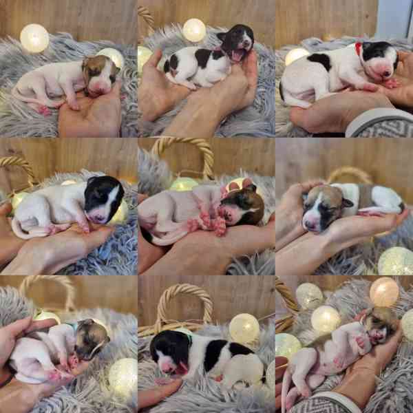 Whippet / vipet s PP - foto 5