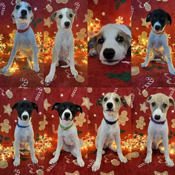 Whippet / vipet s PP - foto 4