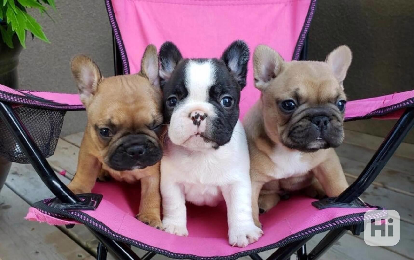 Egészséges, imádnivaló francia bulldog kölykök - foto 1