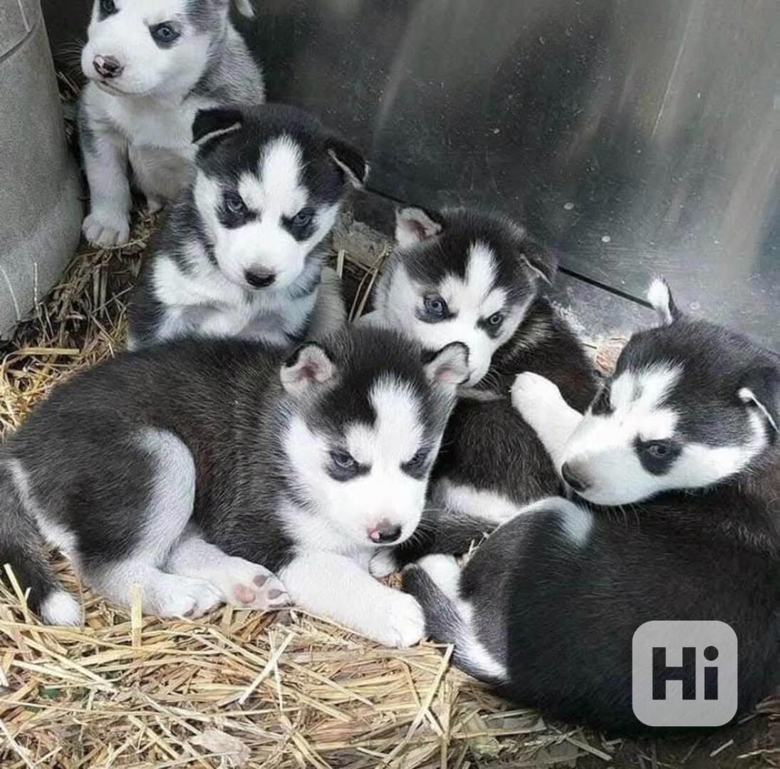 Nabízím štěňata samce i samice. Jsou dobře vycvičená a velmi - foto 1